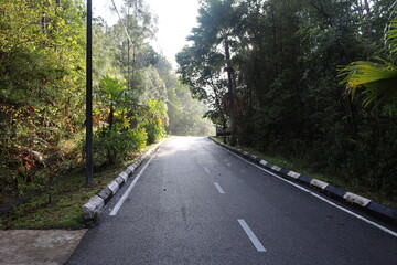 Obraz premium paved road through dense green tropical rain forest curving away to the right in early morning sunshine