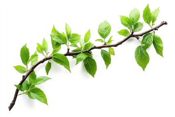 Excellent quality, solitary tree branch with green leaves on a white backdrop. Generative Ai