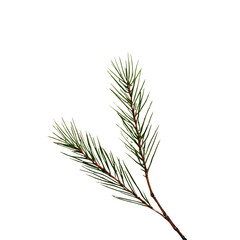 pine Oak Leaf close up with white background 