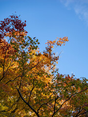 紅葉と青空