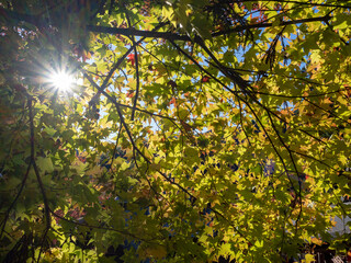 まだ青い紅葉と朝の太陽