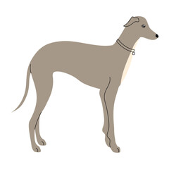 greyhound dog animal