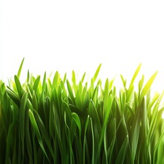 fresh green grass with sunlight background