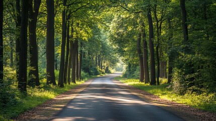 Obraz premium Sunlit road winding through a lush green forest with tall trees lining the path.