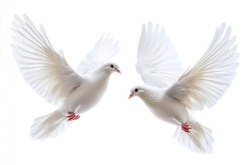 Obraz premium Beautiful, high-quality white doves flying alone against a white background. Generative Ai