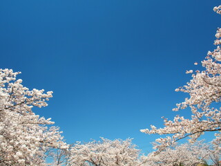 	春の満開の桜と青空