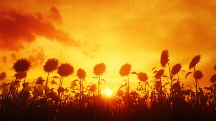 Fototapeta premium Silhouette of Sunflowers Against a Vibrant Sunset Sky at Dusk
