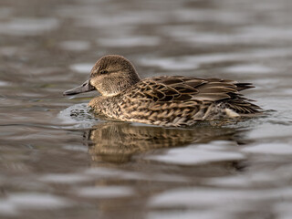 Female Green-winged Teal swimming on the pond in fall