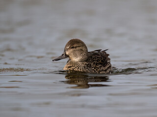 Female Green-winged Teal swimming on the pond in fall