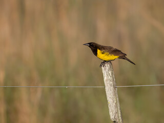 Brown-and-yellow Marshbird perched on a fence post against blur background