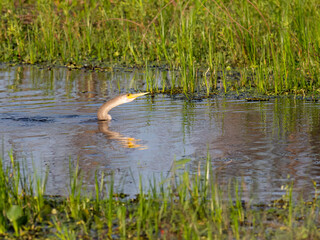 Anhinga swimming in the pond against lush greenery in the background