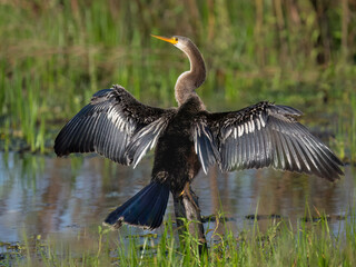 Anhinga showcasing its iconic pose of spreading its wings to dry after diving for food against lush greenery in the background