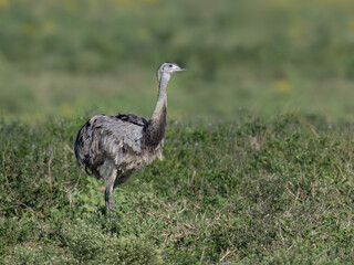 A rhea grazing in a grassy field