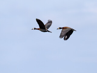 Two White-faced Whistling Ducks in flight on blue sky