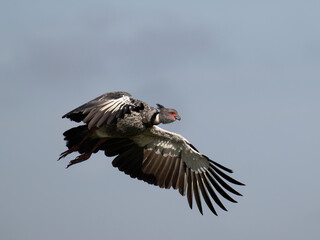 Southern Screamer in flight against blue sky