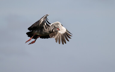 Southern Screamer in flight against blue sky