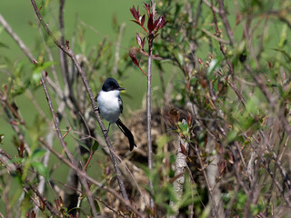 Fork-tailed Flycatcher on tree branch against green background and blue sky