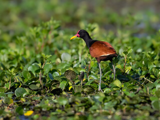 Wattled Jacana standing in a marsh  against lush green vegetation 