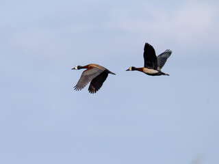 Two White-faced Whistling Ducks in flight on blue sky
