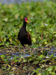 Wattled Jacana standing in a marsh  against lush green vegetation 