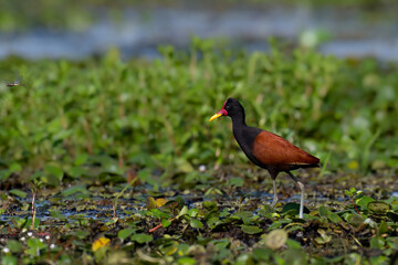 Wattled Jacana standing in a marsh  against lush green vegetation 