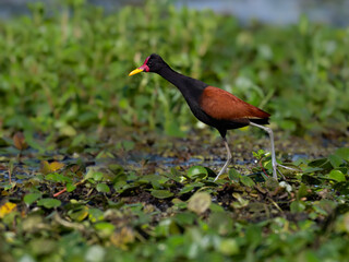 Wattled Jacana standing in a marsh  against lush green vegetation 