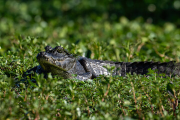 Cayman swimming in a marsh  with lush green vegetation 