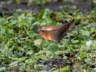 Rufous-sided Crake foraging on the marsh