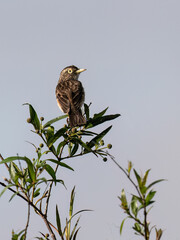 Spectacled Tyrant on tree top against blue sky