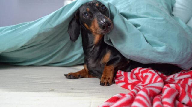 A playful dachshund dog hides under a warm blanket and emerges from a cozy shelter. Autumn blues.