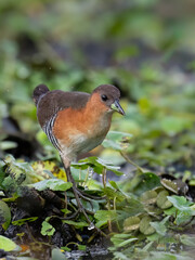 Rufous-sided Crake foraging on the marsh