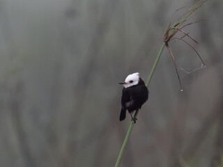 Male White-headed Marsh Tyrant perched on stem of aquatic plant