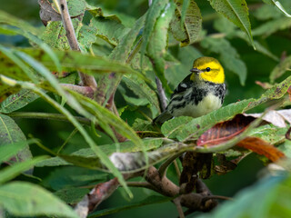Black-throated Green Warbler on tree branch in fall