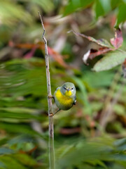 Northern Parula Warbler on tree branch in fall