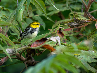 Black-throated Green Warbler on tree branch in fall
