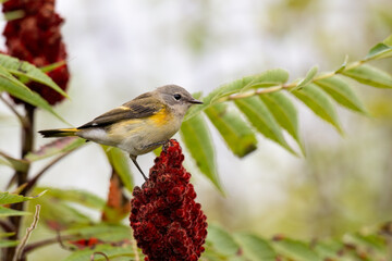 Female American Redstart Warbler on sumac branch in fall