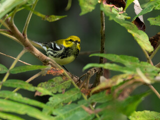 Black-throated Green Warbler on tree branch in fall