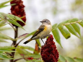 Female American Redstart Warbler on sumac branch in fall