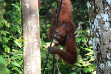 close-up adult male orangutan (orang-utan) eating fruit hanging upside down in Borneo rain forest (rainforest)