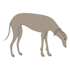 greyhound dog pet animal icon