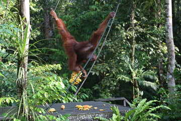 adult male orangutan (orang-utan) snags a large bunch of bananas for breakfast hanging upside down from ropes in early morning sunshine (sunrise) in dense Borneo rain forest (rainforest) © Don Hoskins