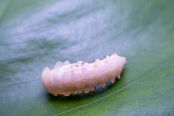 ground beetle pupa in the wild state