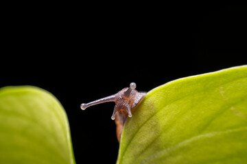 snail in the wild state