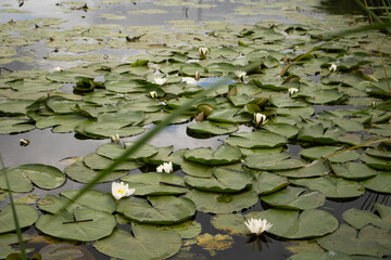 Water lilies with blossoms on the water of a river. Kinderdijk in Netherlands. White blooms of...