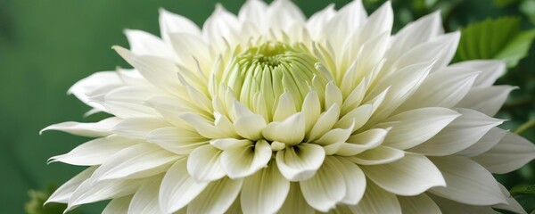 Obraz premium Close-up of white dahlia flower with striped leaves on green background, tropical, white