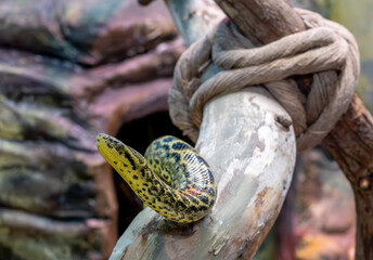 A Paraguayan anaconda crawls up a tree in close-up.