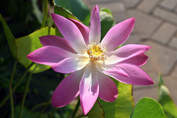 A beautiful lotus flower in shades of purple, white, and yellow in a home garden, photographed close-up