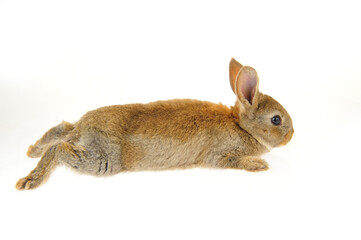 grey rabbit on a white background