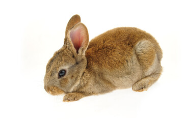 grey rabbit on a white background