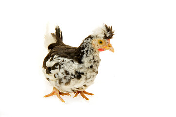 Chicken, chicken wing on a white background